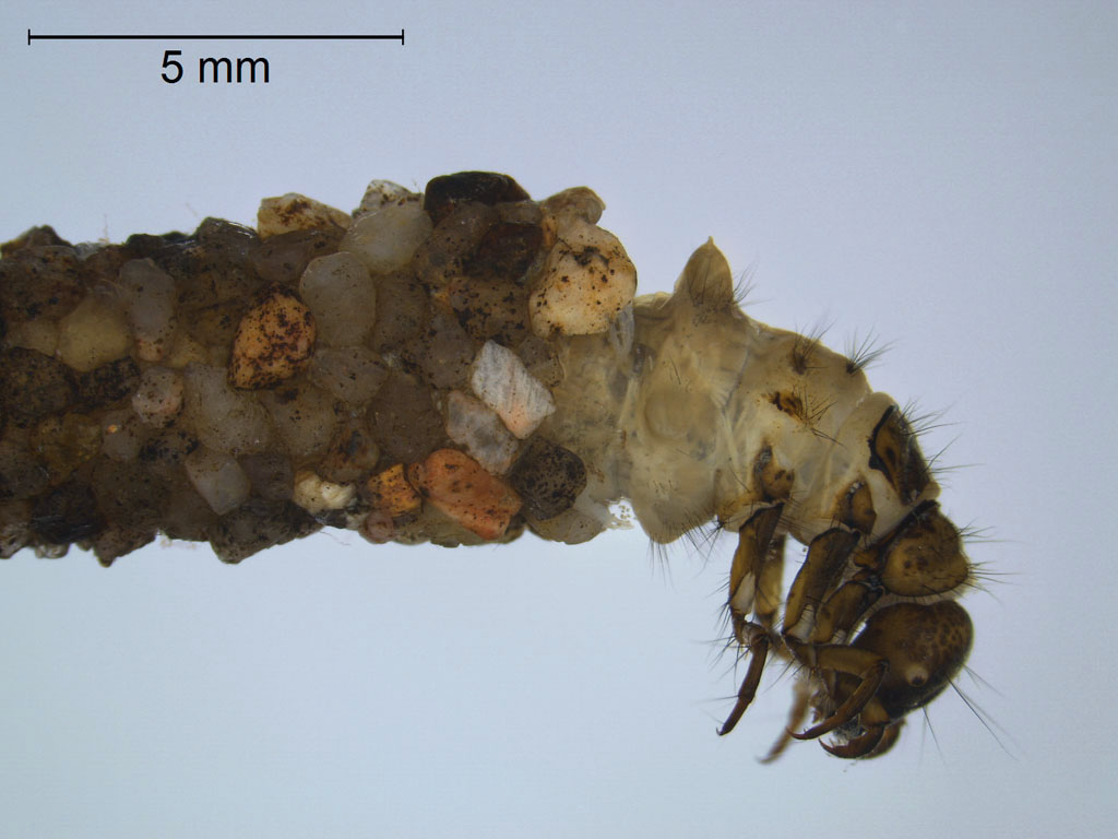 Limnephilus bipunctatus